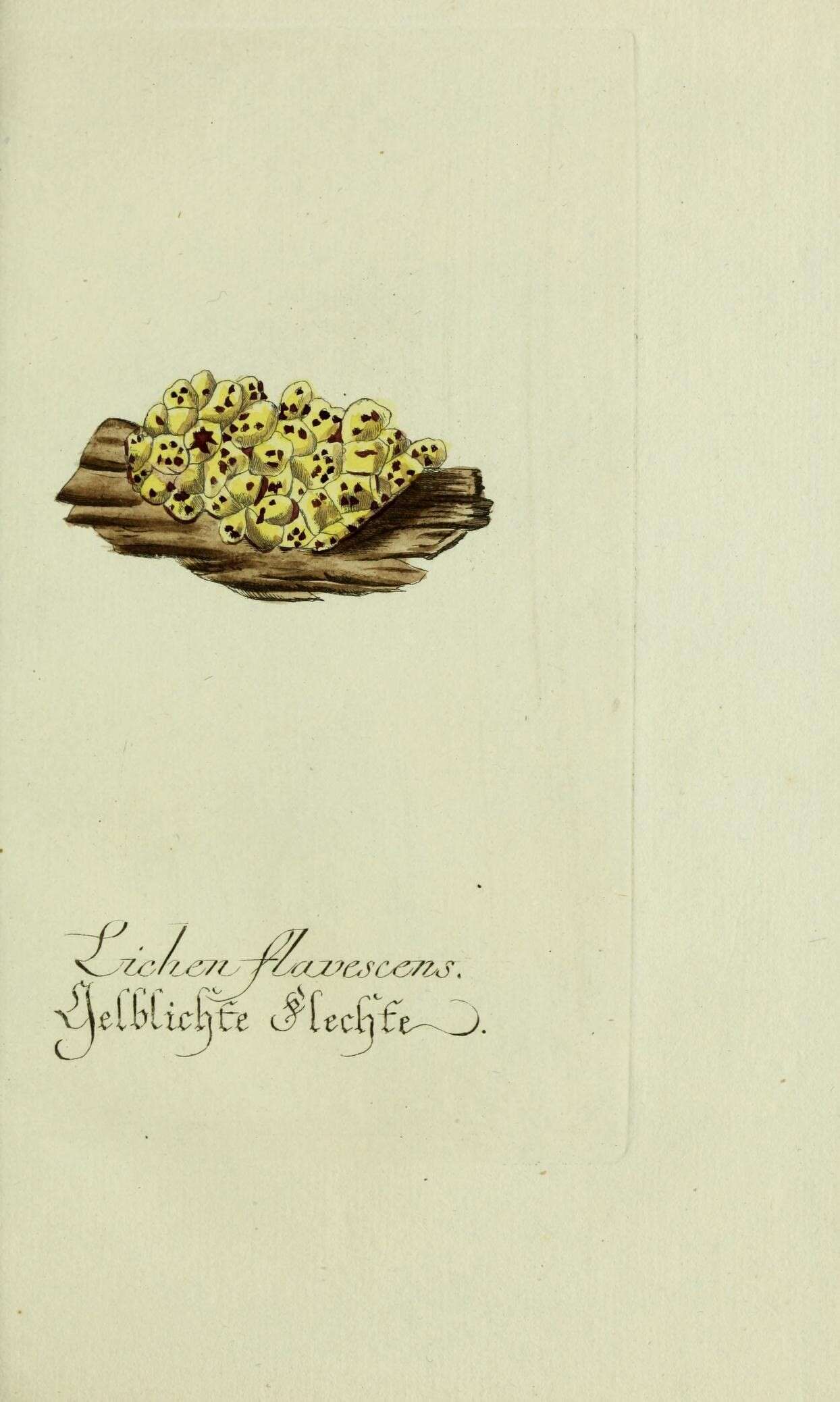 Imagem de Caloplaca flavescens (Huds.) J. R. Laundon