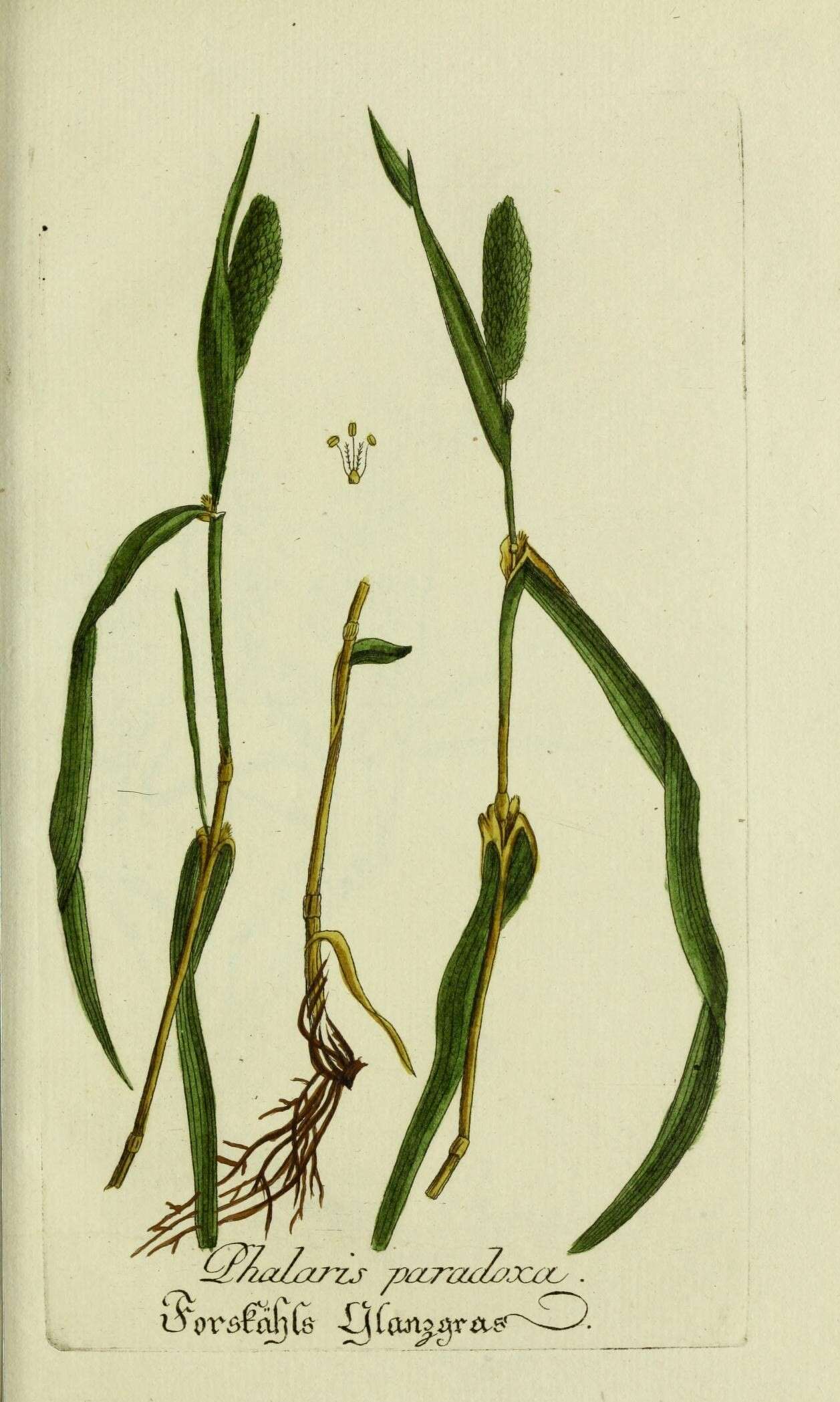 Image of hood canarygrass
