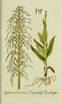Image of Lizard orchid