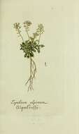 Image of alpine hutchinsia