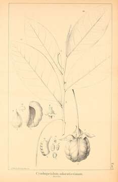 Image of Cymbopetalum brasiliense (Vell.) Benth. ex Baill.