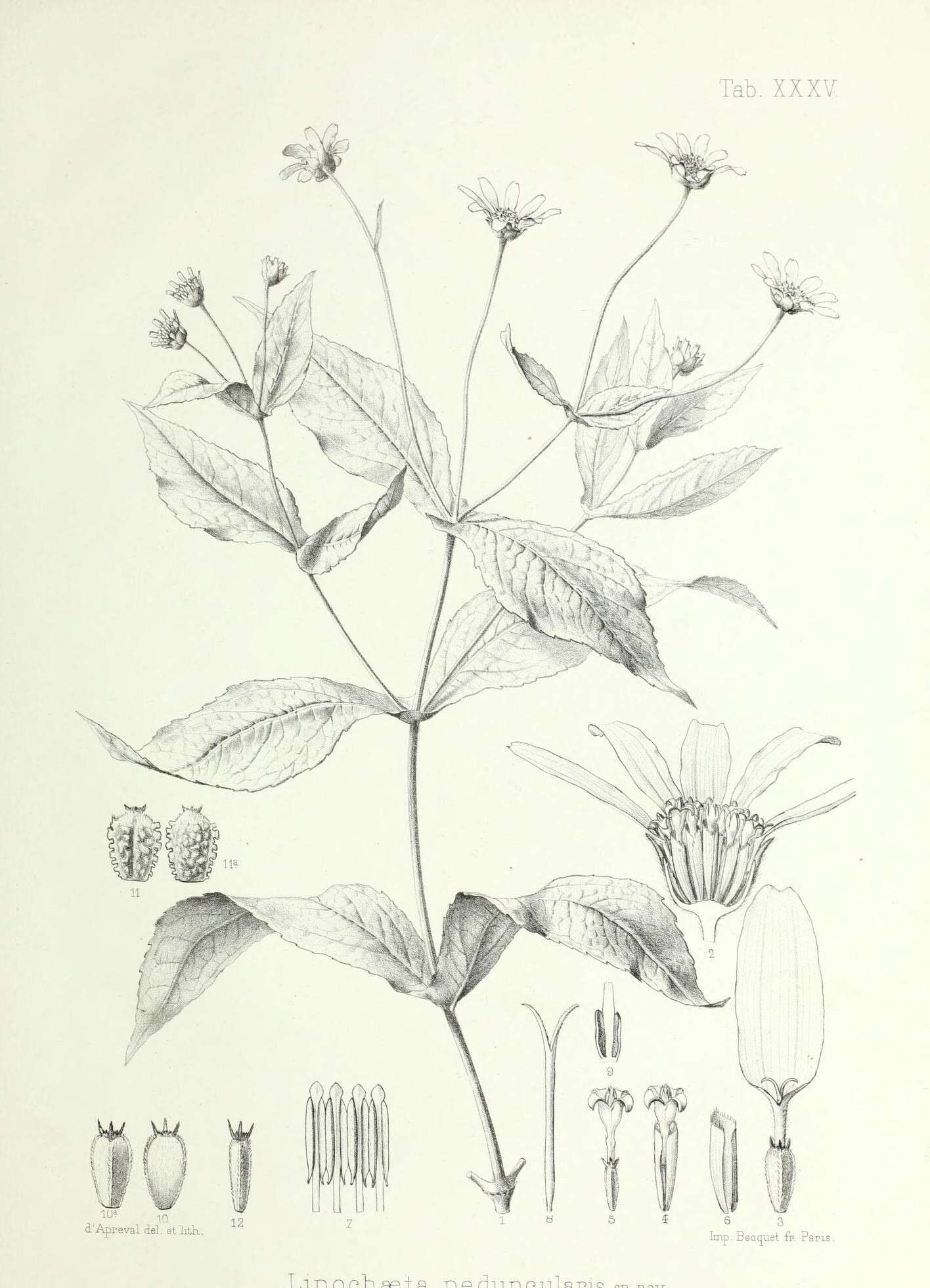 Sivun Lipochaeta heterophylla A. Gray kuva