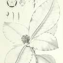 Image of Psychotria franchetiana (Drake) Drake