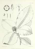 Image of Psychotria franchetiana (Drake) Drake