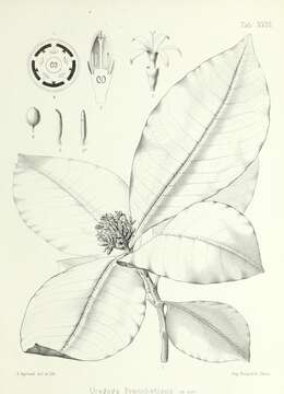 Image de Psychotria franchetiana (Drake) Drake