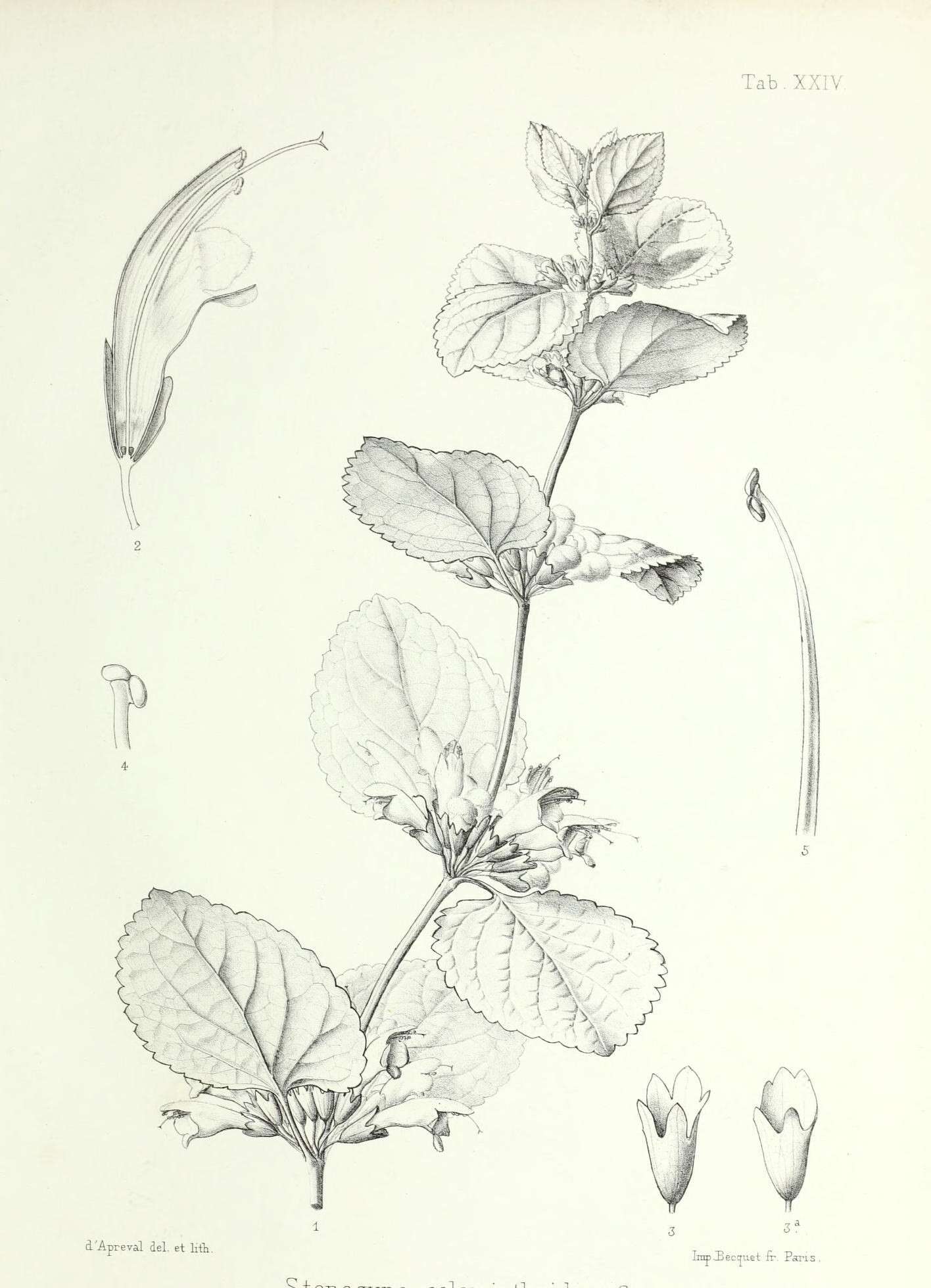 Stenogyne calaminthoides A. Gray resmi