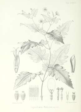 Wollastonia subcordata (A. Gray) Orchard resmi