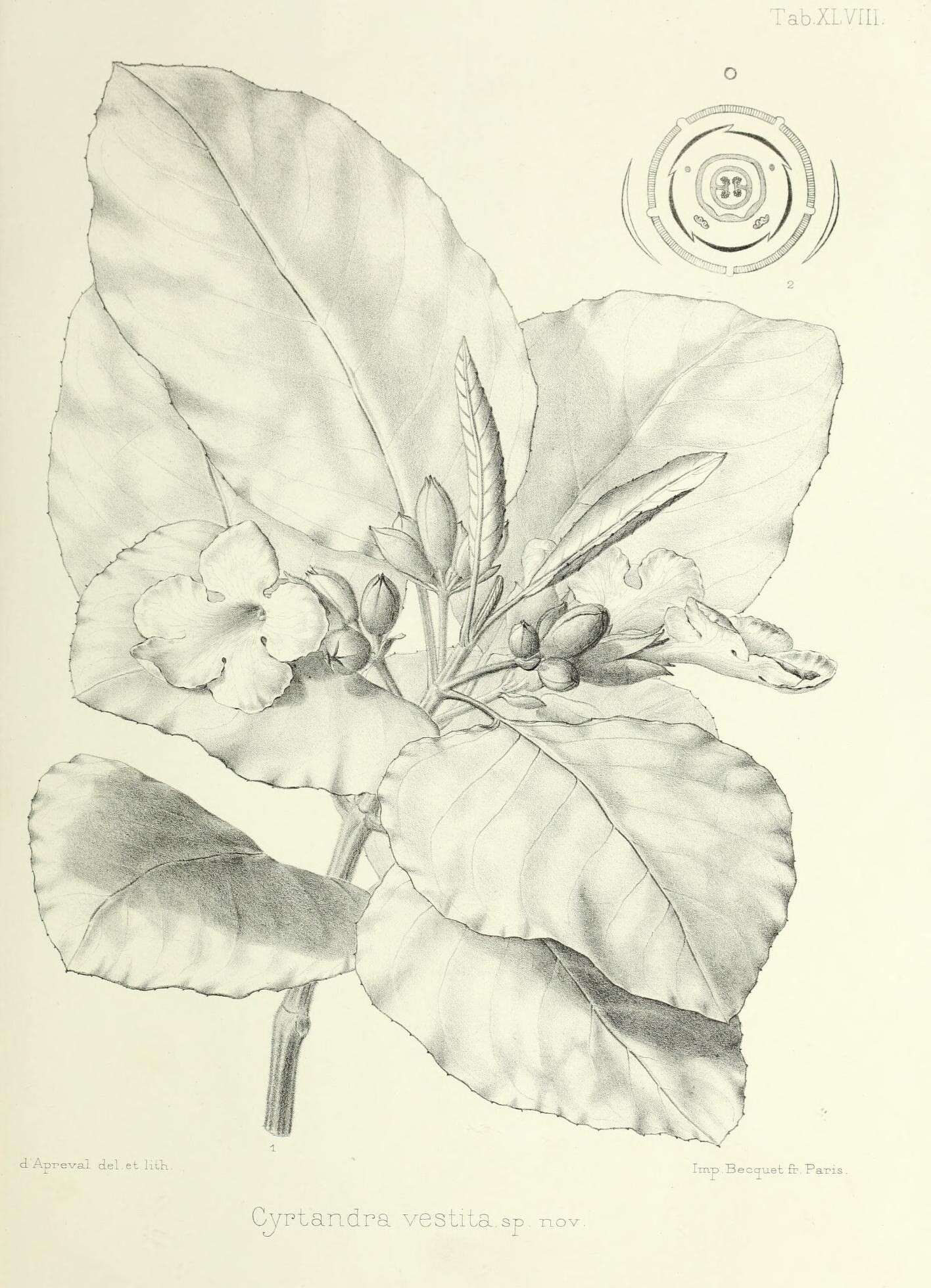 Image of Cyrtandra nadeaudii C. B. Clarke