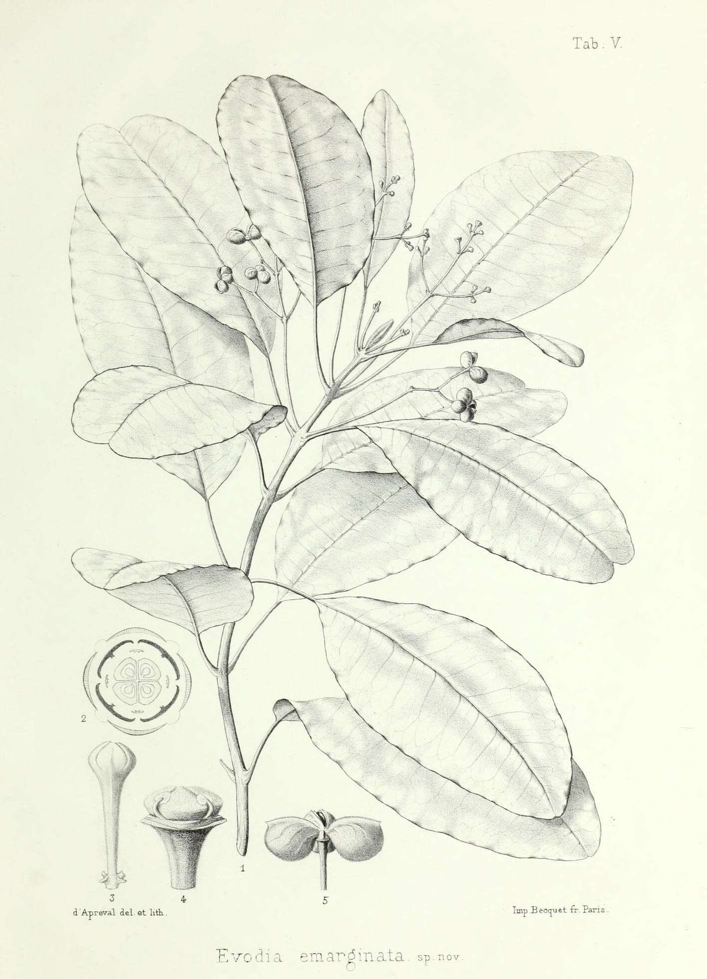 Image of Melicope bracteata (Nad.) Welsh