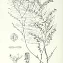 Image of Polyscias tahitensis (Nadeaud) Harms