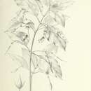 Image of Cyrtandra apiculata C. B. Clarke