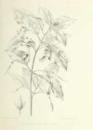 Image of Cyrtandra apiculata C. B. Clarke