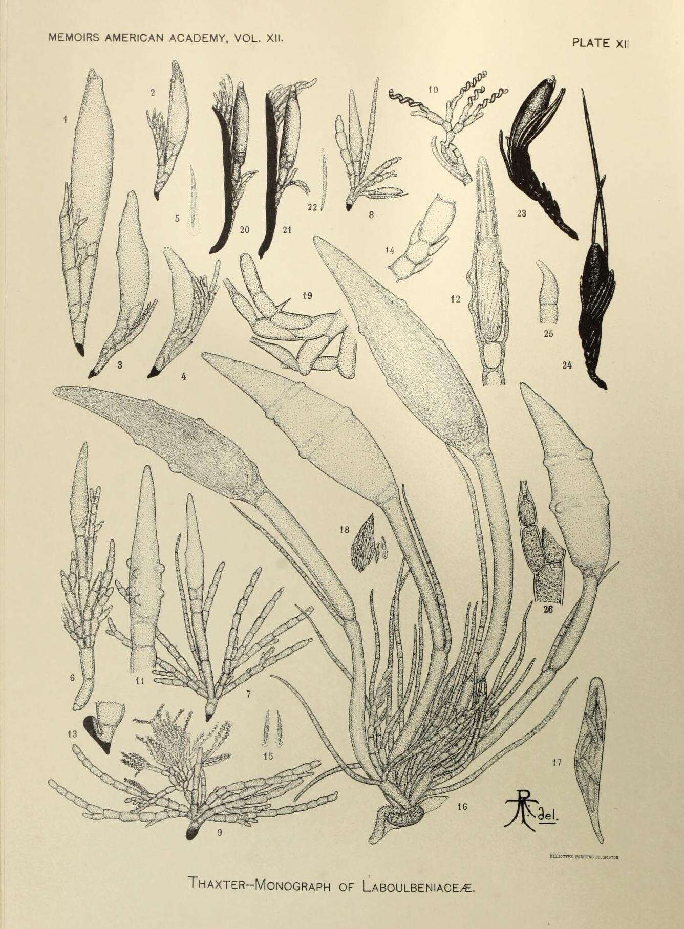 Sivun Laboulbeniaceae kuva