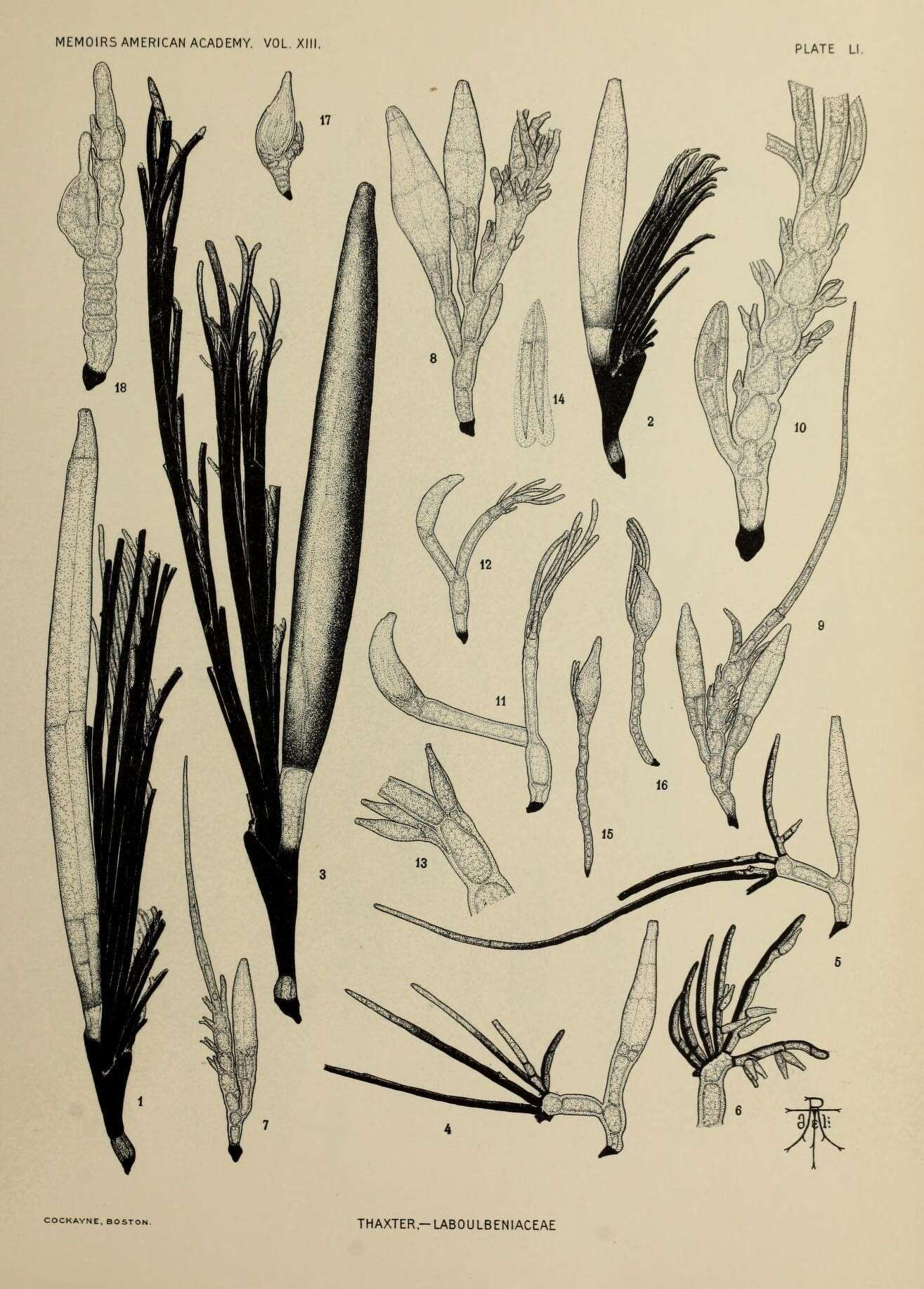 Sivun Laboulbeniaceae kuva