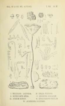 Image of Helicogloea lagerheimii Pat. 1892