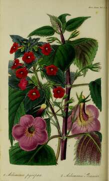 Image of Achimenes erecta (Lam.) H. P. Fuchs