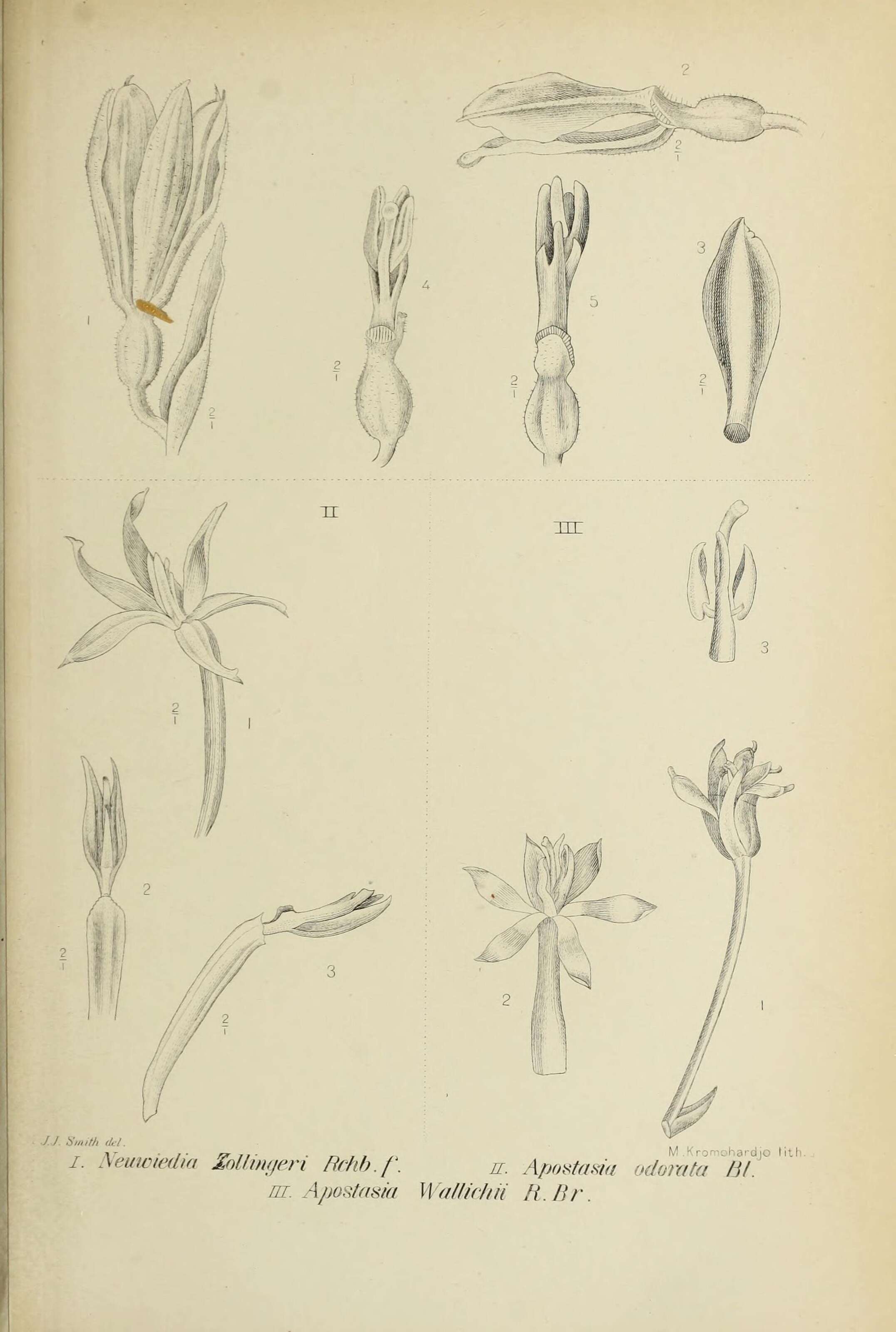 Image of Neuwiedia zollingeri Rchb. fil.