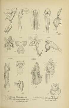 Image of Dilochia