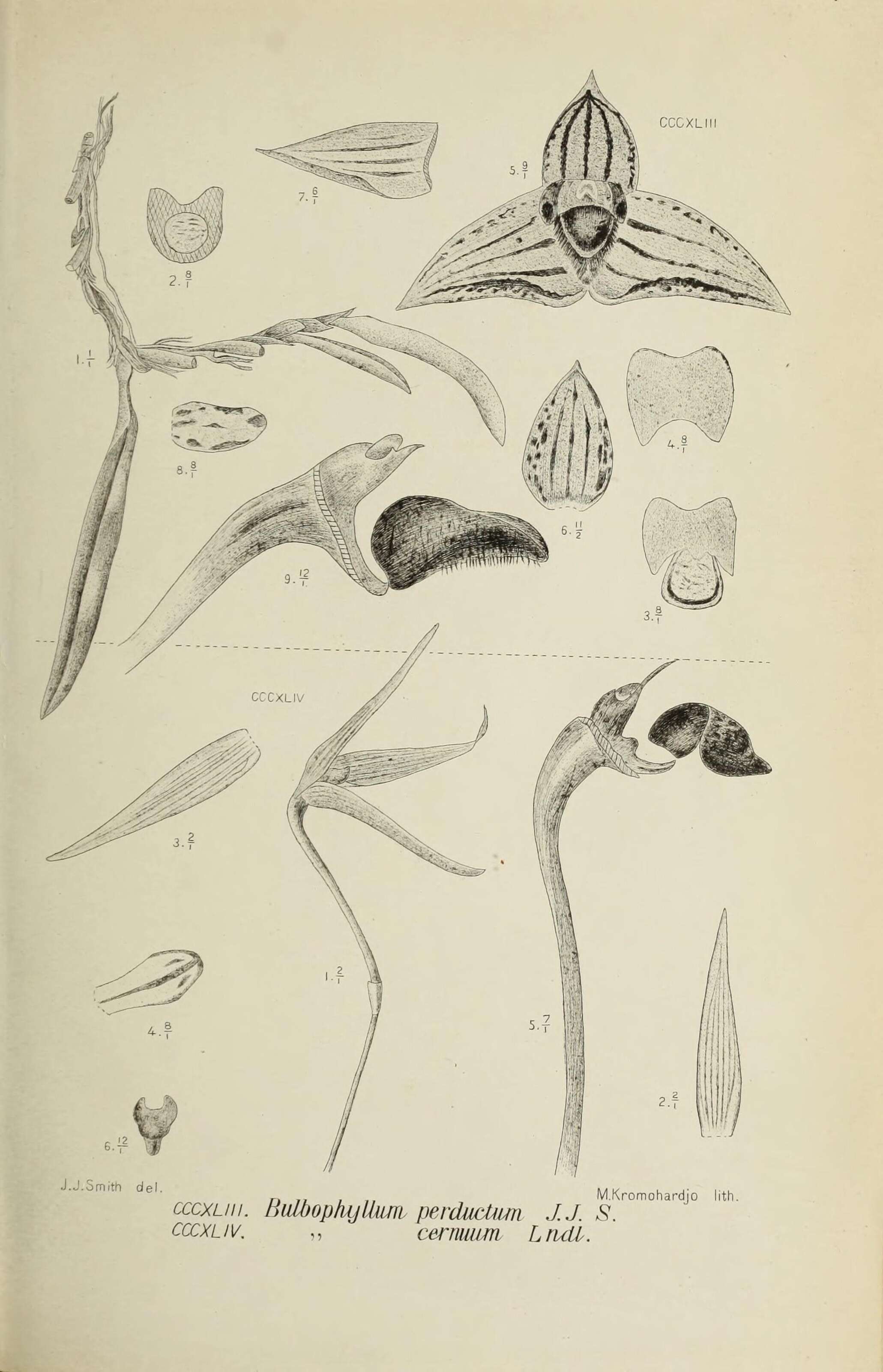 Image of Betche's bulbophyllum