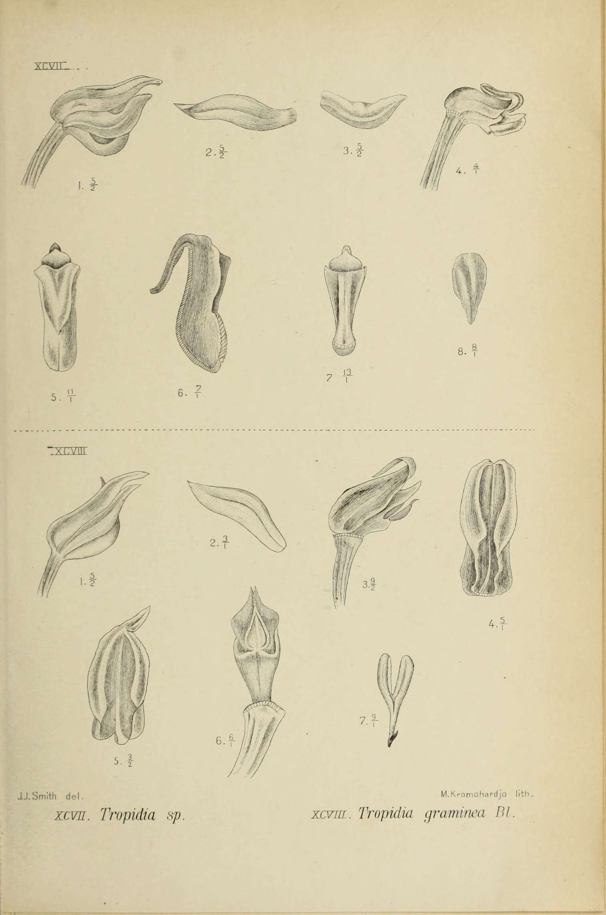 Tropidia curculigoides Lindl.的圖片