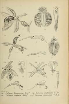 Image de Coelogyne tomentosa Lindl.