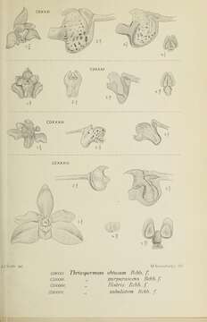 Image of Thrixspermum obtusum (Blume) Rchb. fil.