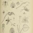 Image of Crepidium oculatum (Rchb. fil.) Szlach.