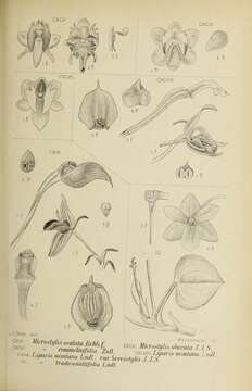 Image of Crepidium oculatum (Rchb. fil.) Szlach.