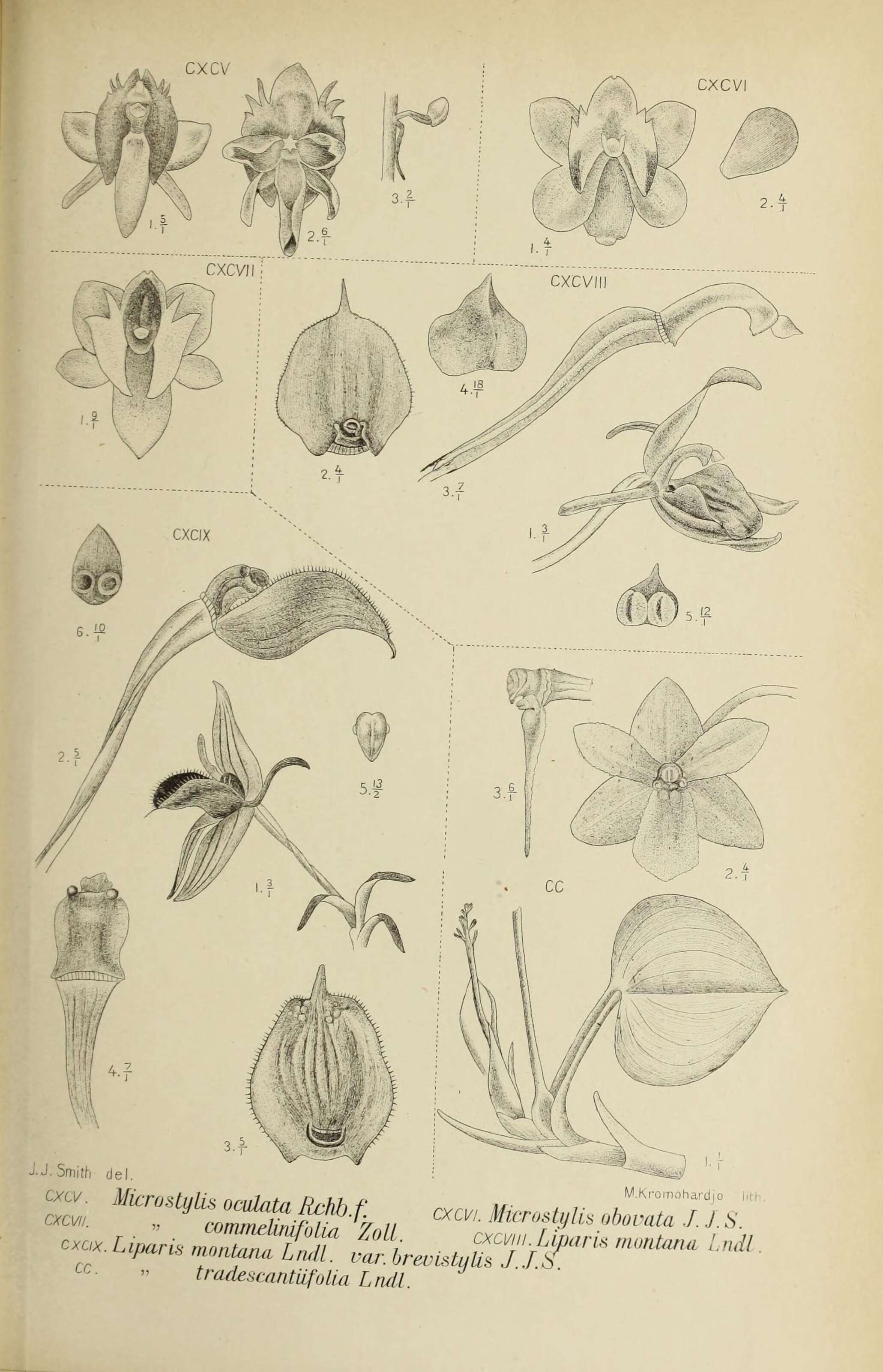 Image de Crepidium oculatum (Rchb. fil.) Szlach.