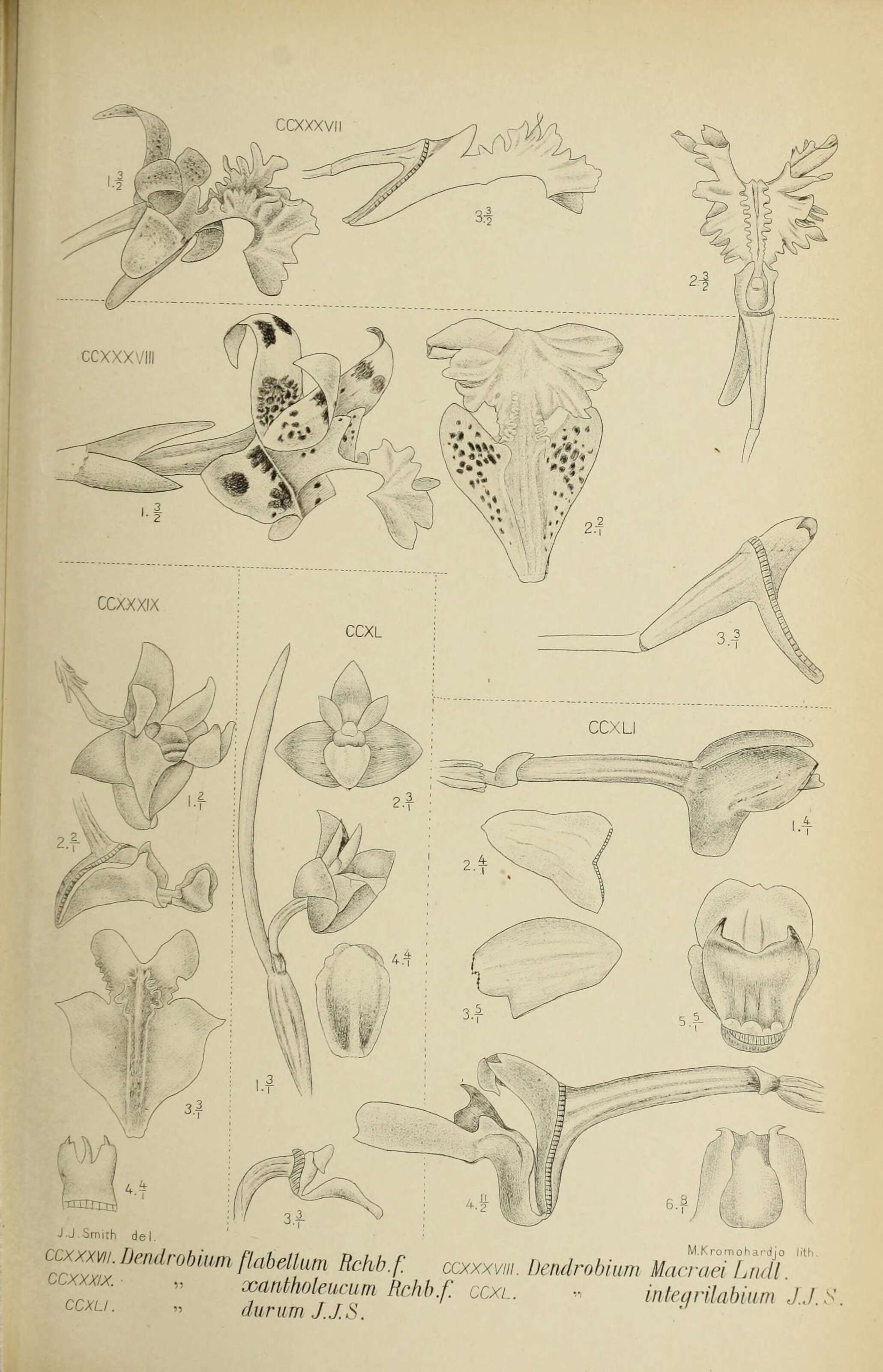 Image of Dendrobium plicatile Lindl.