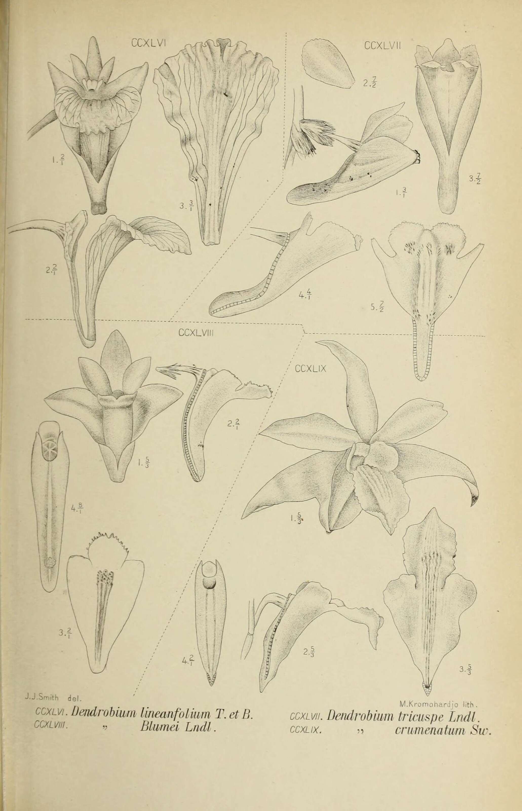 Dendrobium linearifolium Teijsm. & Binn.的圖片