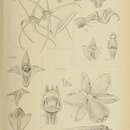 Imagem de Dendrobium acuminatissimum (Blume) Lindl.