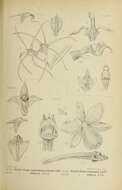 Image of Dendrobium acuminatissimum (Blume) Lindl.