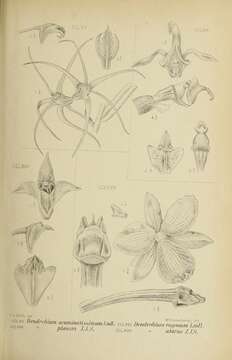 Imagem de Dendrobium acuminatissimum (Blume) Lindl.