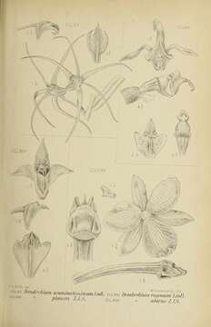 Dendrobium acuminatissimum (Blume) Lindl. resmi