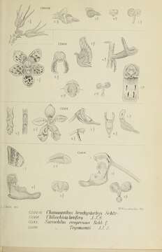 Chamaeanthus brachystachys Schltr. resmi