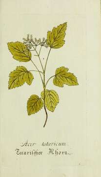 Image of tatarian maple