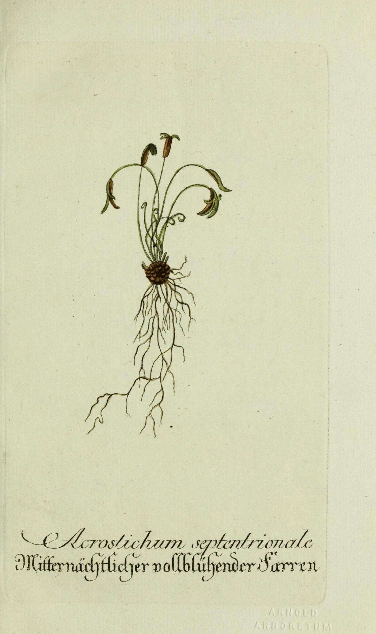 Asplenium septentrionale (L.) Hoffm. resmi