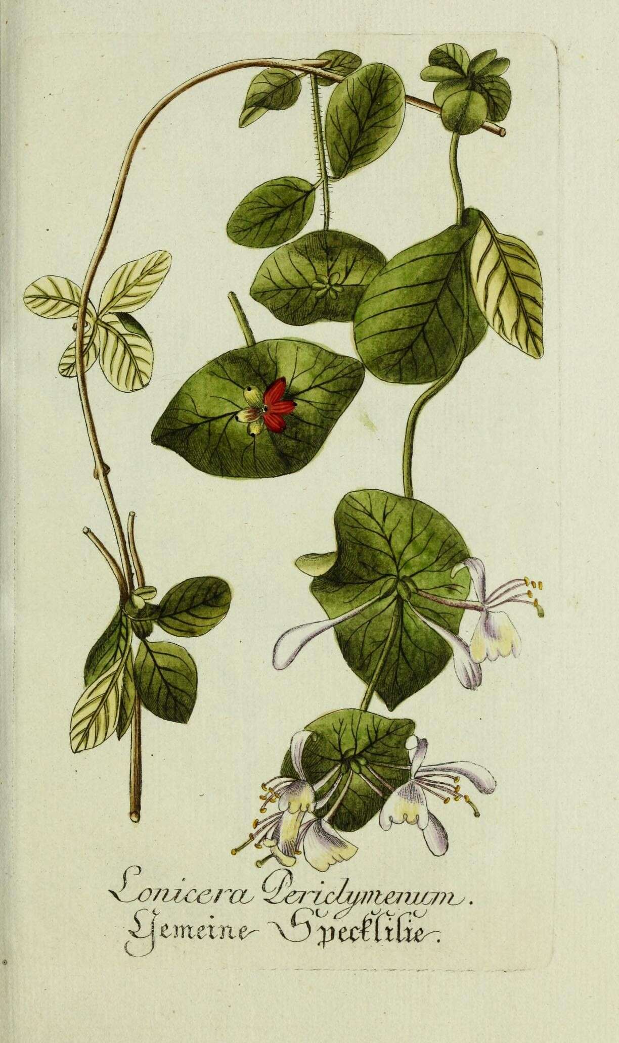 Image of European honeysuckle