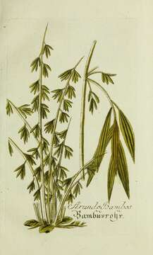 Image of Indian Thorny Bamboo