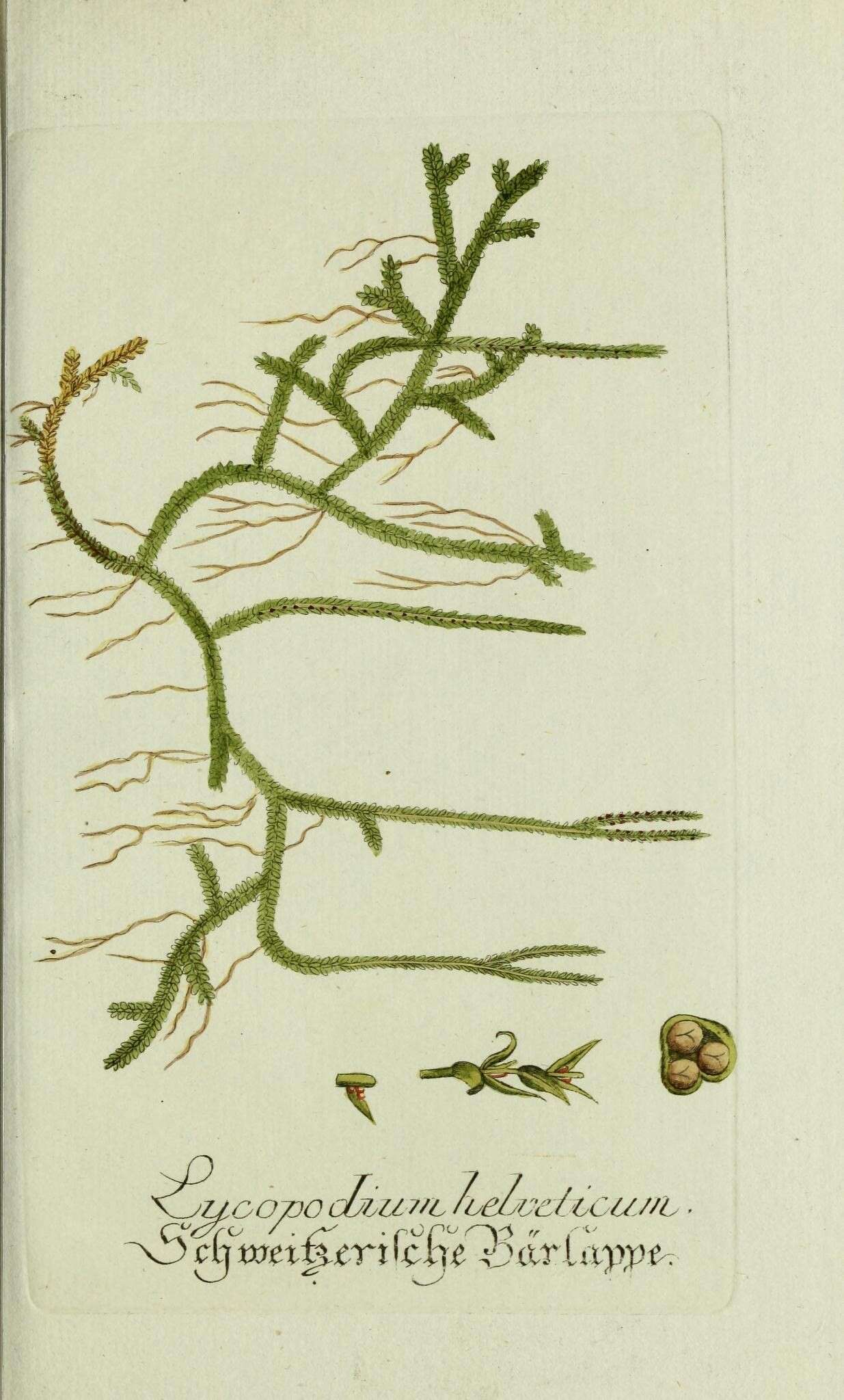 Image of Selaginella helvetica subsp. helvetica