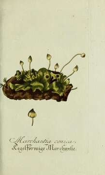 Image of <i>Marchantia conica</i>