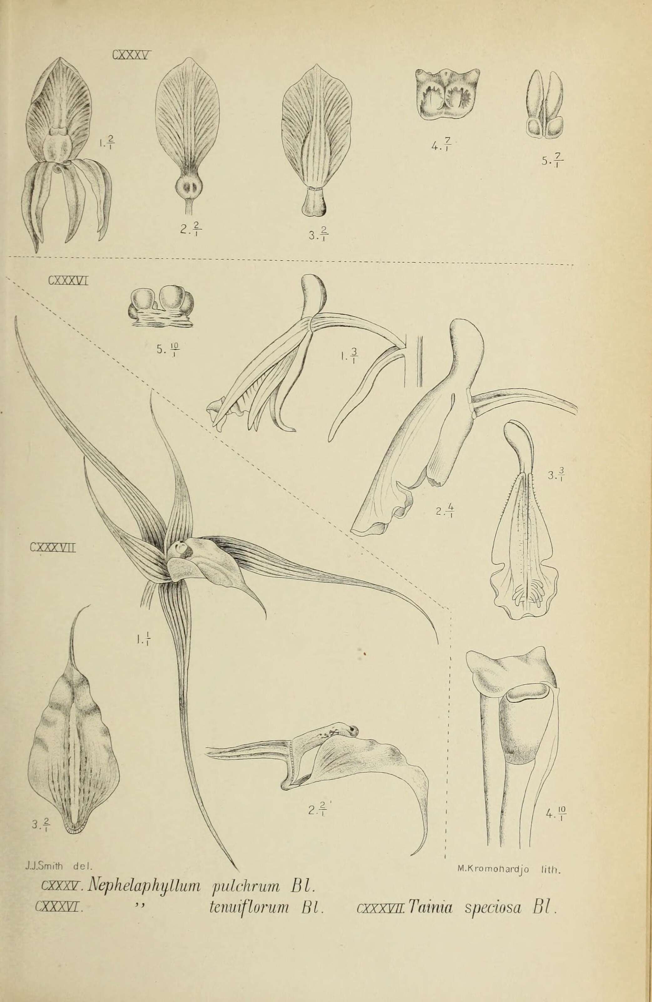 Image of Nephelaphyllum pulchrum Blume