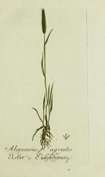 Image of black-grass