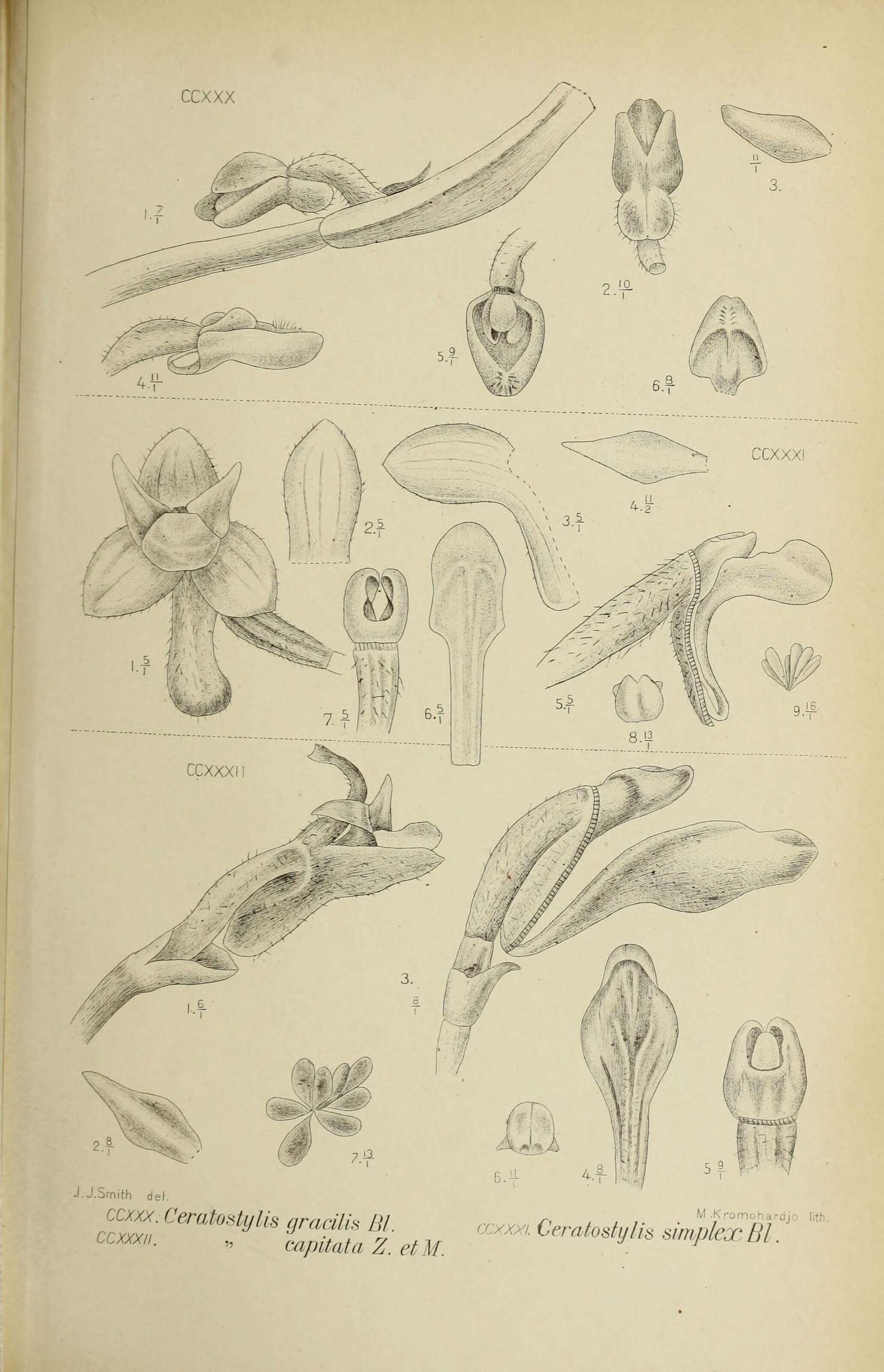 Image of Ceratostylis