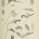 Image of Bulbophyllum inaequale (Blume) Lindl.