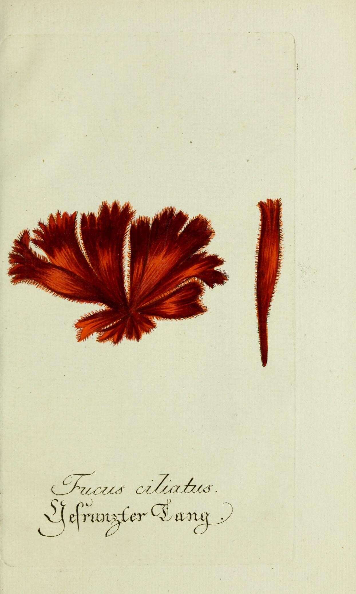 Image of Calliblepharis ciliata