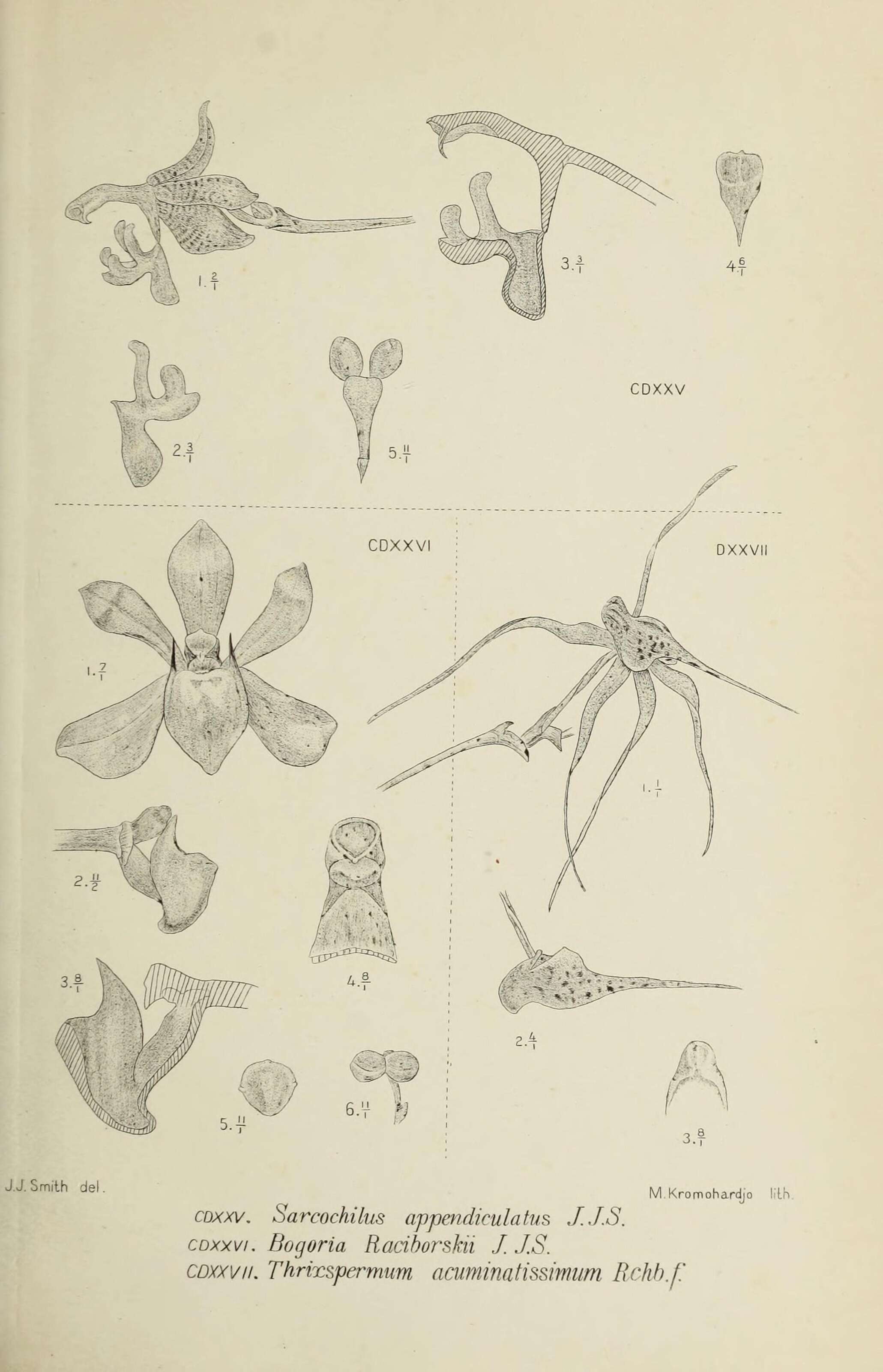 Image of Grosoudy's orchids