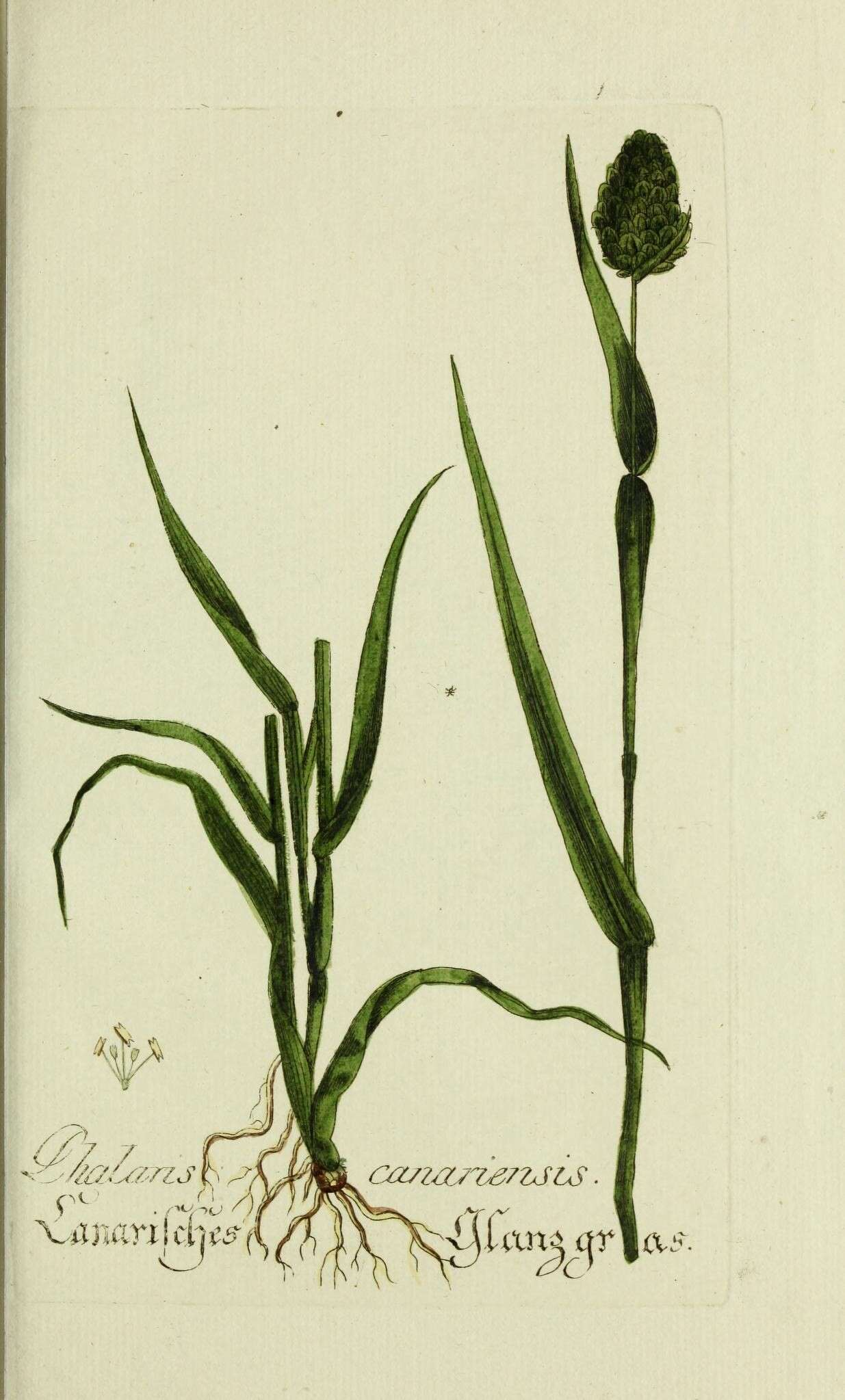 Image of annual canarygrass