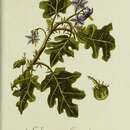 Image of Solanum campechiense var. fuscatum (L.) L.